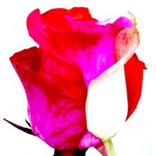 Tinted Roses - Red, Pink, White